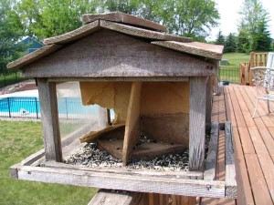 Chewed up bird feeder