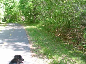 Elm Creek dog path