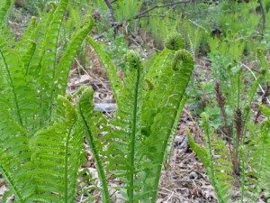 Ferns