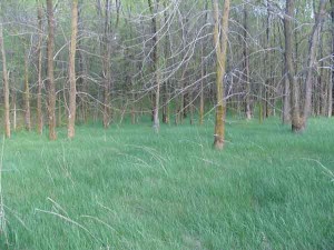 Grassy woods