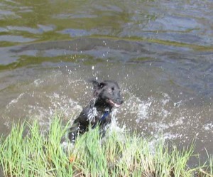 Java jumping out of river