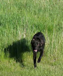 Java in tall grass