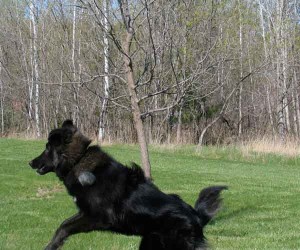 Java Leaping