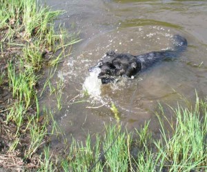 Java in river