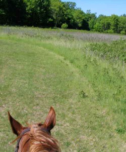 Riding through meadow