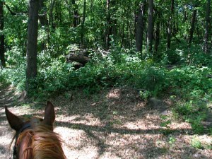 Riding through woods