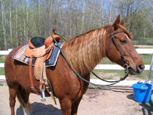 Luke saddled and ready