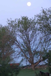 Moon above trees