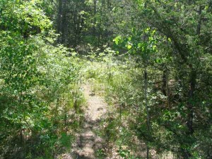 Path through woods