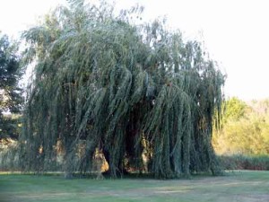 Willow tree