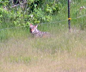 Coyote laying down