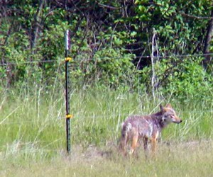 Coyote standing