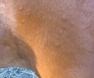 Horse bug bite bumps