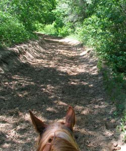 Luke on trail