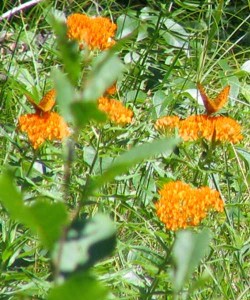 Butterflies on flowers