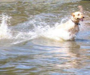 Dog running in water