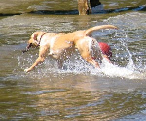 Dog with stick