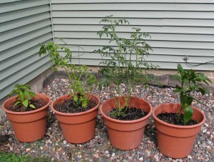 Container garden