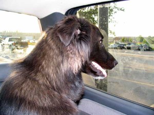 dog in truck