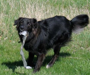 Java dog running with duct tape