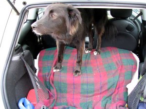 dog in car