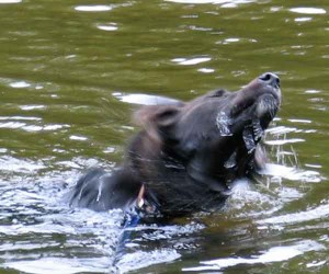 dog swimming