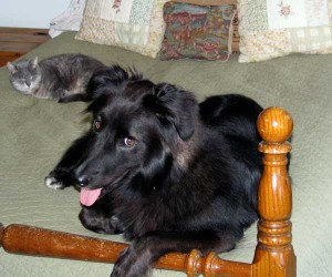 cat and dog