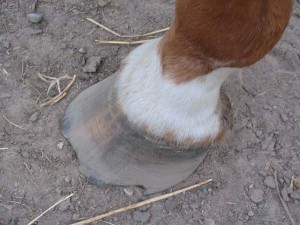 Cracked horse hoof