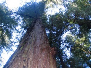 Redwood tree