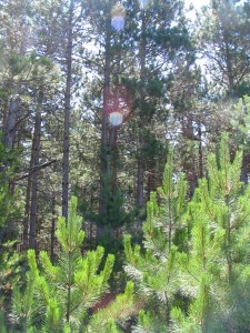 Sand Dunes State Park