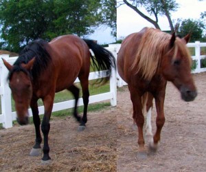 Horses showing summer stress