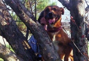 Willow dog in tree