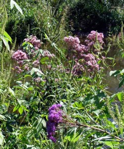 flowers along river