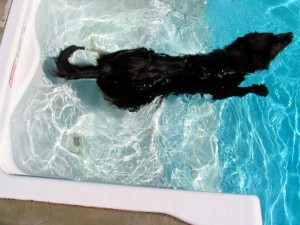 dog in pool