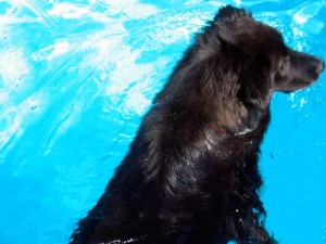 dog in pool