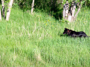 dog running