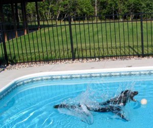 dog and pool