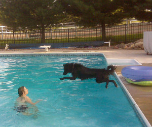 dog and pool