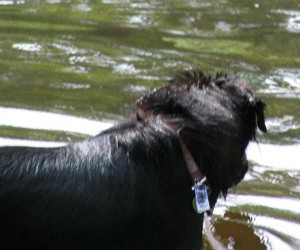 dog swimming