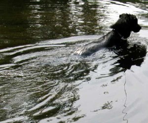 dog swimming