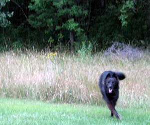 dog running