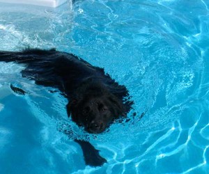 dog swimming