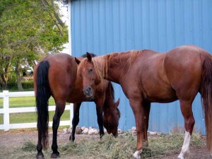 horses eating hay