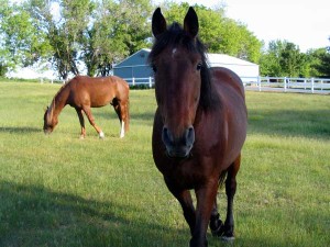 horses in pasture