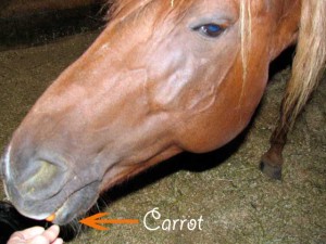 horse taking carrot