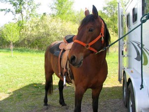 horse tied to trailer