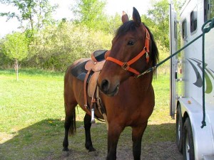 horse tied to trailer