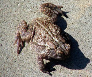 toad