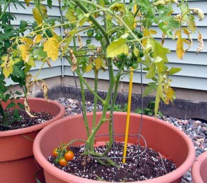 tomato plant