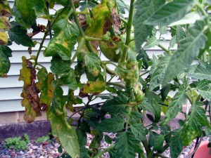 tomato plant